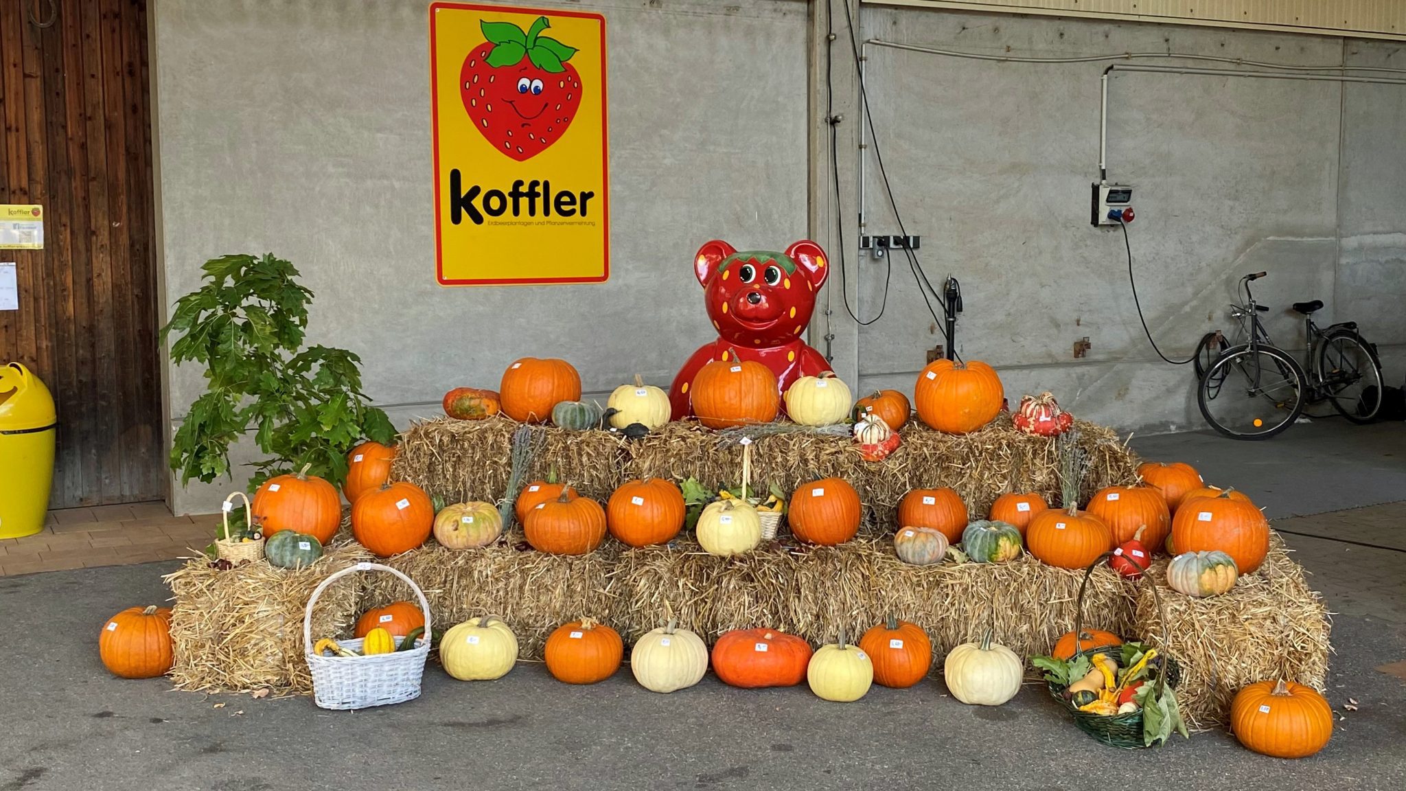 SpeiseKürbisse Direktverkauf in Durmersheim Koffler Erdbeeren