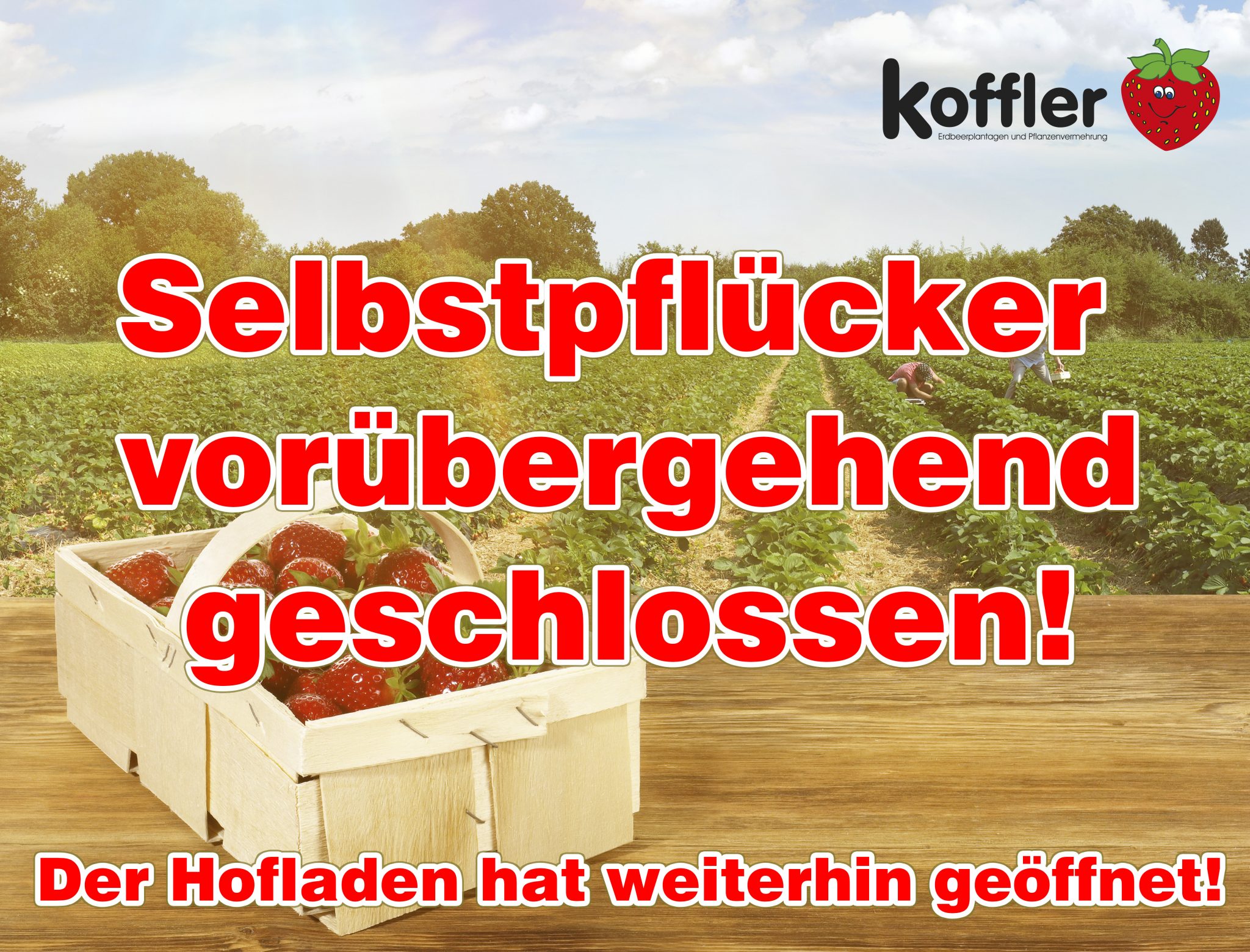 Selberpflücken vorübergehend leider geschlossen | Koffler Erdbeeren
